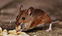 Find Exterminators in Staunton City County